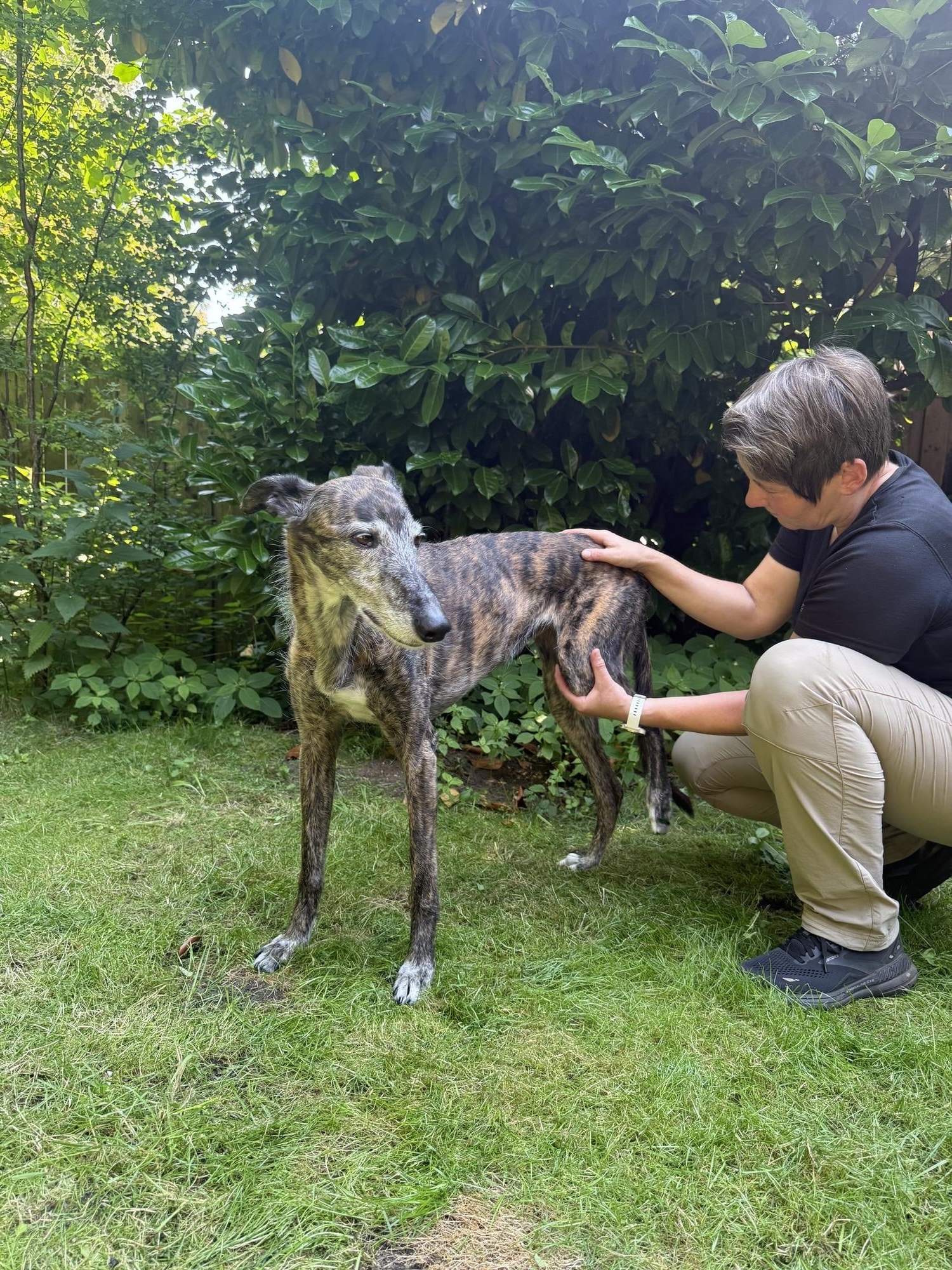 Mobile Hundeosteopathie