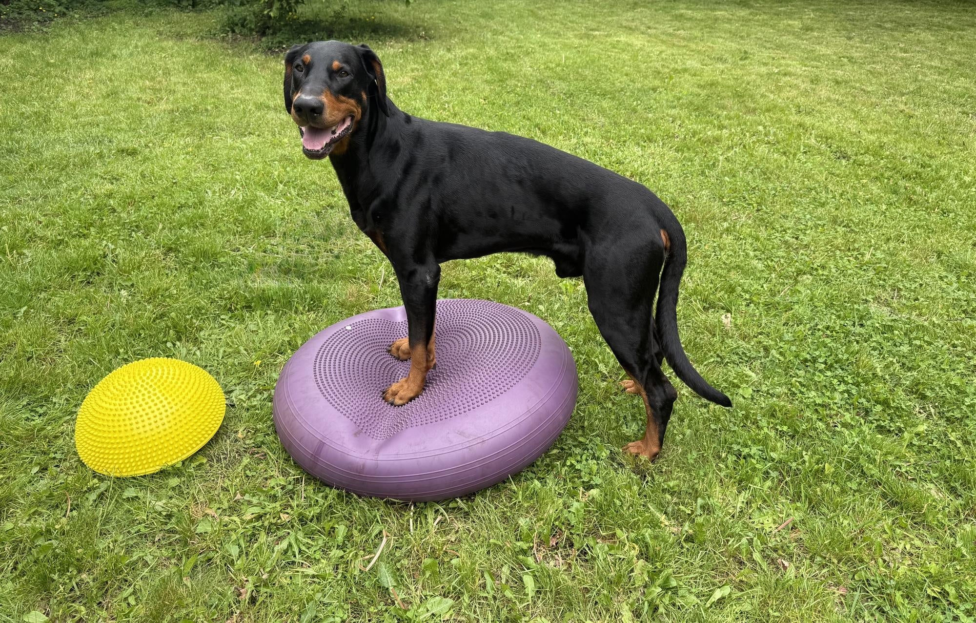 Mobile Hundephysiotherapie Schneverdingen